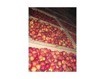 Яблоко  Симиренко, Голден, Флорина  из Молдавии SABCOB